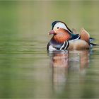 Mandarin duck