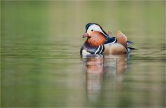 Mandarin duck