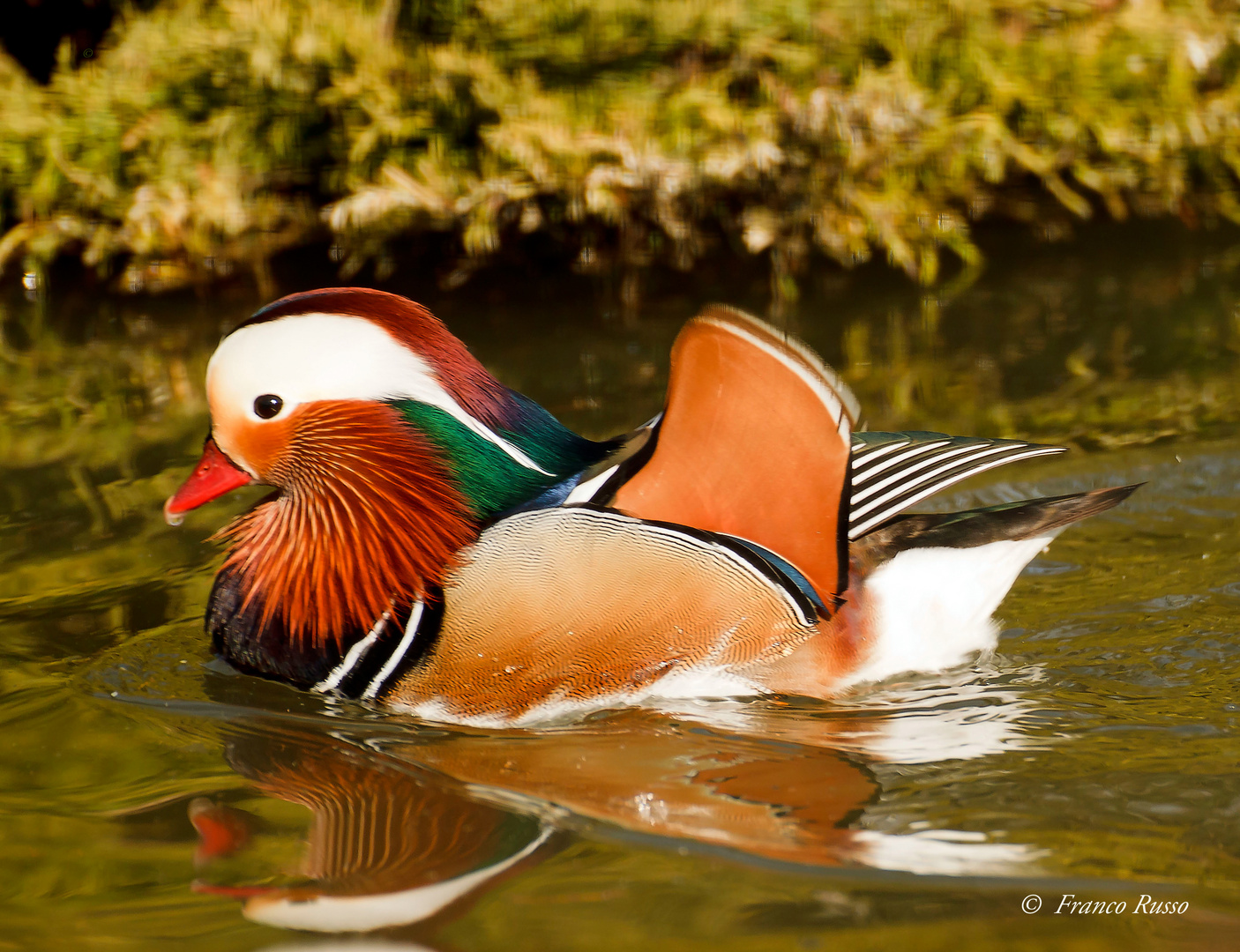 Mandarin duck