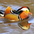 Mandarin Duck - an exotic touch