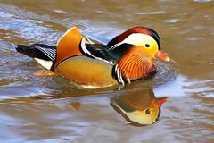 Mandarin Duck - an exotic touch