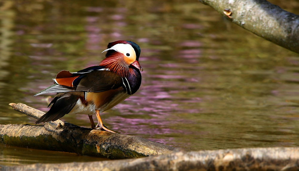 Mandarin Duck