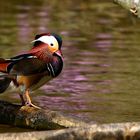 Mandarin Duck