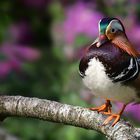 Mandarin Duck