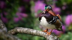 Mandarin Duck