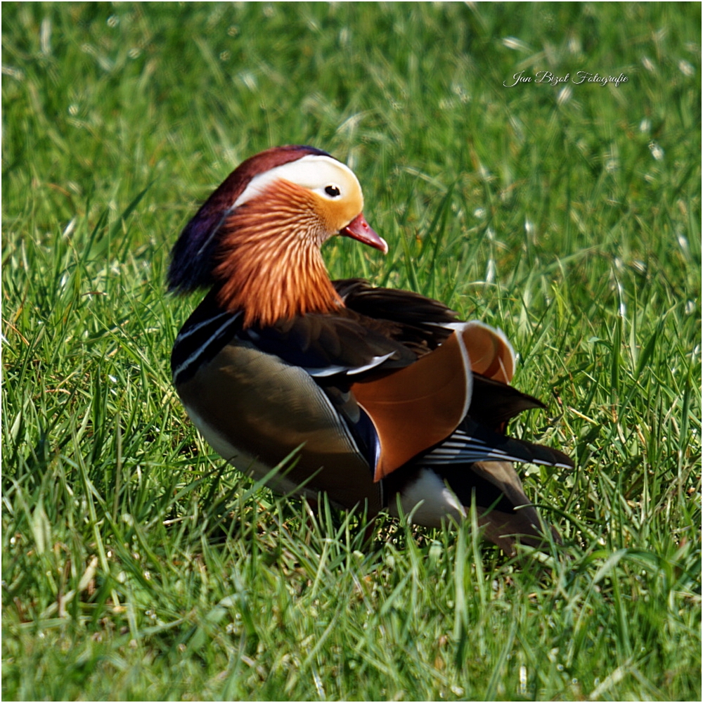 Mandarin duck Foto & Bild tiere, wildlife, eenden Bilder auf