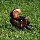 Mandarin duck