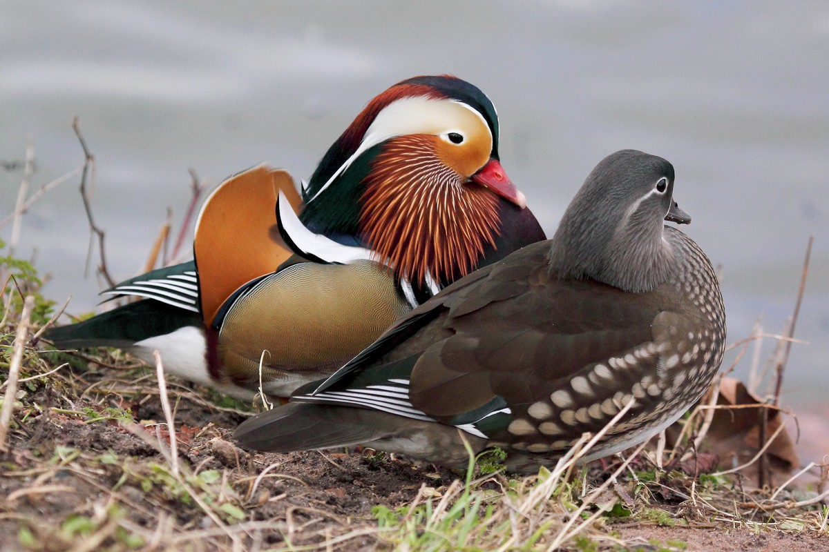 Mandarin duck couple