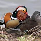 Mandarin duck couple