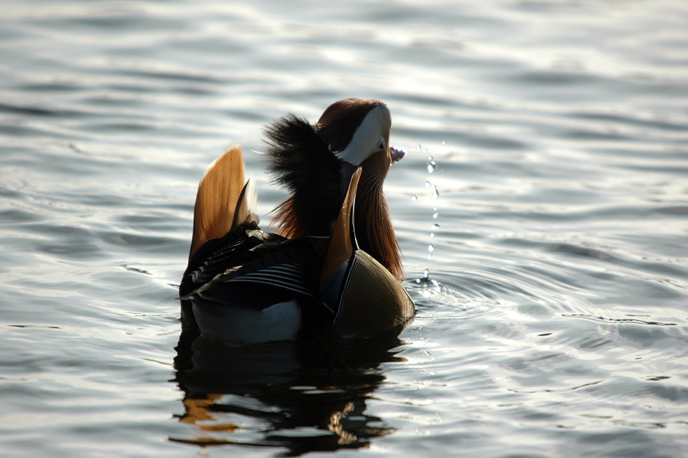 Mandarin Duck