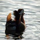 Mandarin Duck