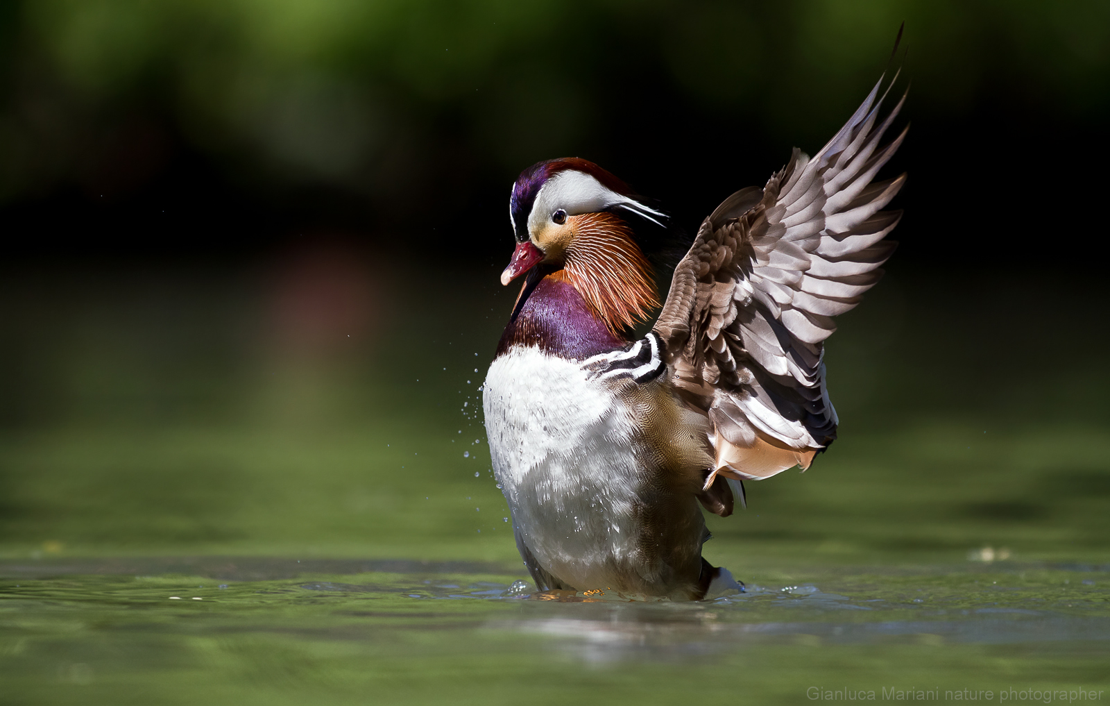 mandarin duck