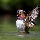 mandarin duck