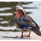 Mandarin Duck