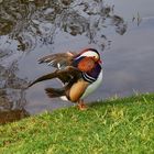 Mandarin Duck in Potsdam