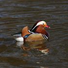 Mandarin Duck - Male