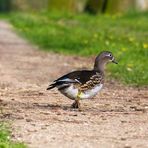 ... mandarin duck on the path in the park