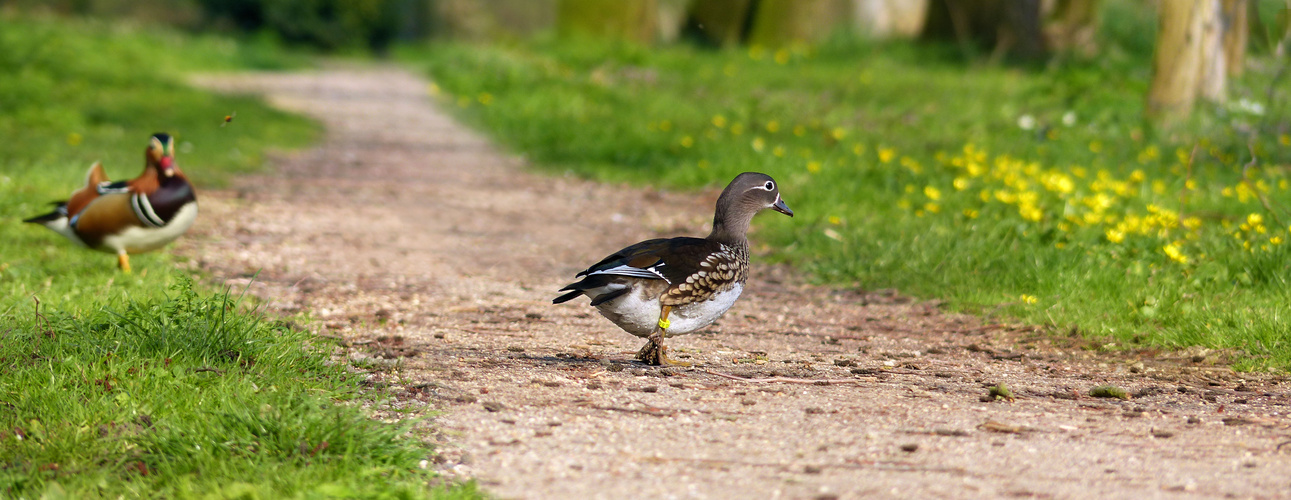 ... mandarin duck on the path in the park