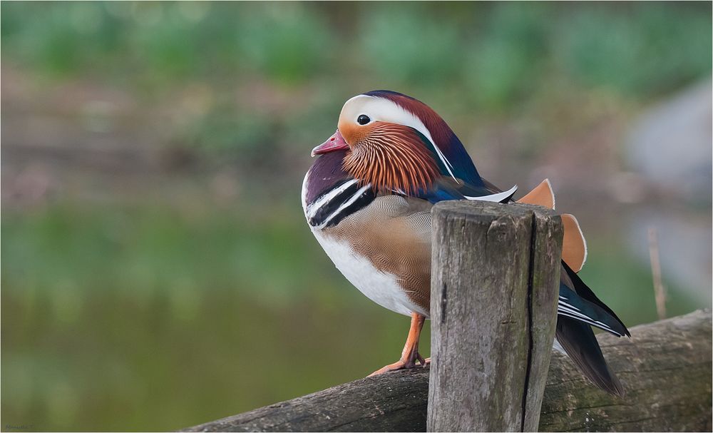 Mandarin duck on the railing....