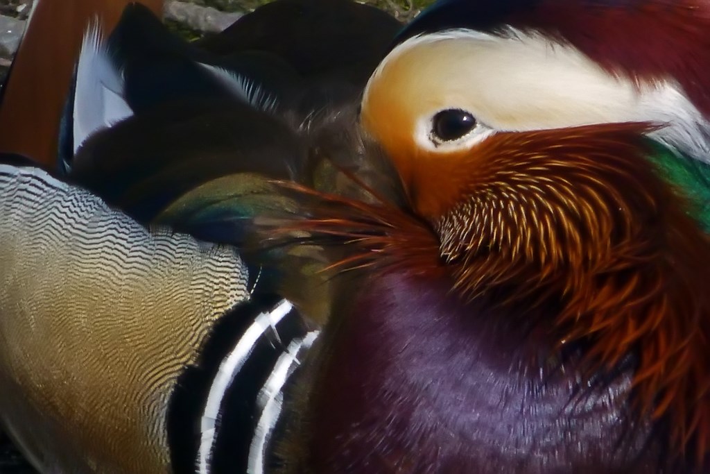 Mandarin Duck Portrait