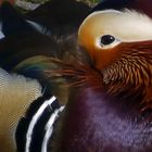 Mandarin Duck Portrait