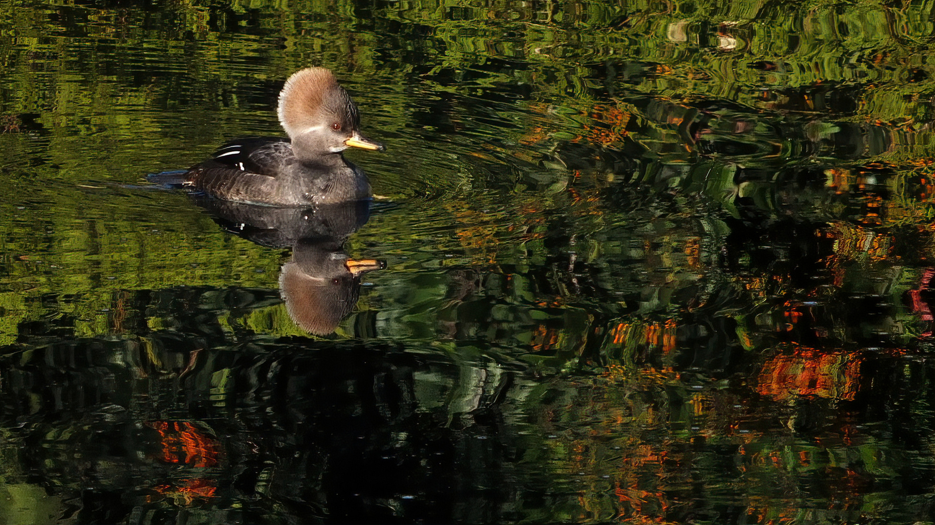 Mandarin duck & shadow