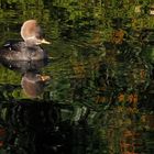 Mandarin duck & shadow