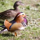 Mandarin Ducks