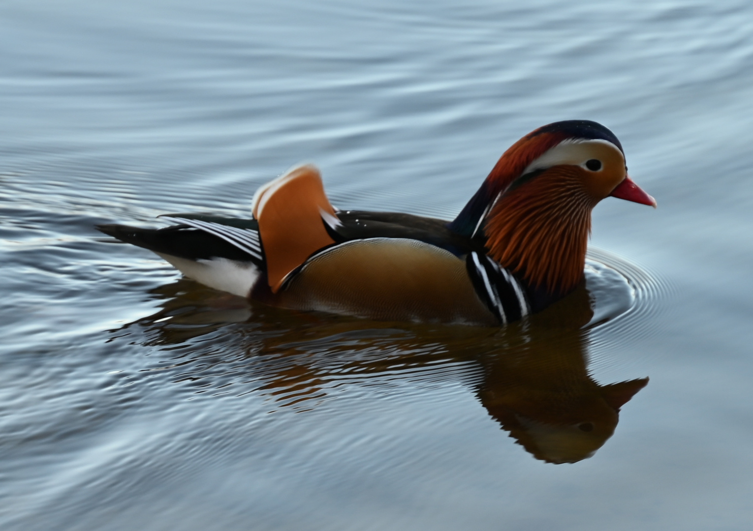 Mandarin Ente