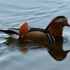 Mandarin Ente