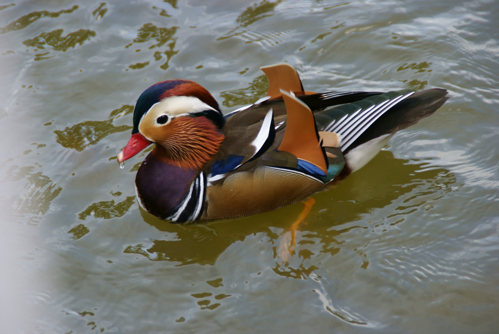 Mandarin Ente