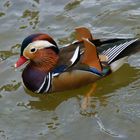 Mandarin Ente