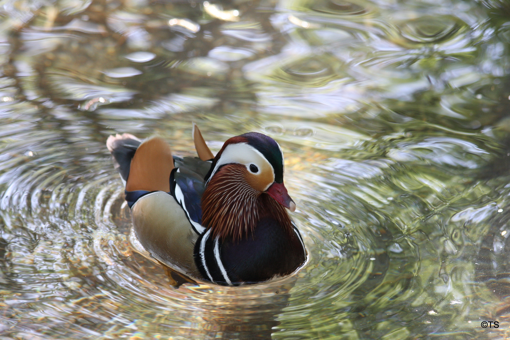 Mandarin Ente