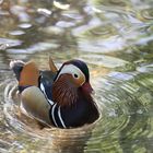 Mandarin Ente