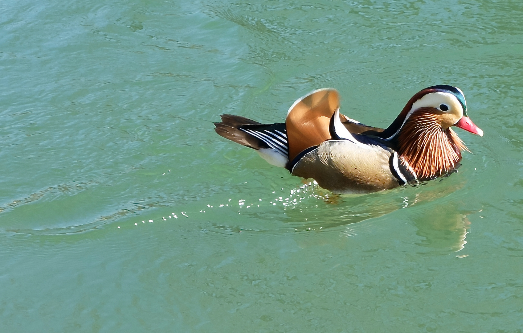 Mandarin-Ente