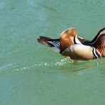 Mandarin-Ente