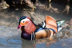 Mandarin-Ente