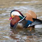 Mandarin-Ente