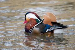 Mandarin-Ente