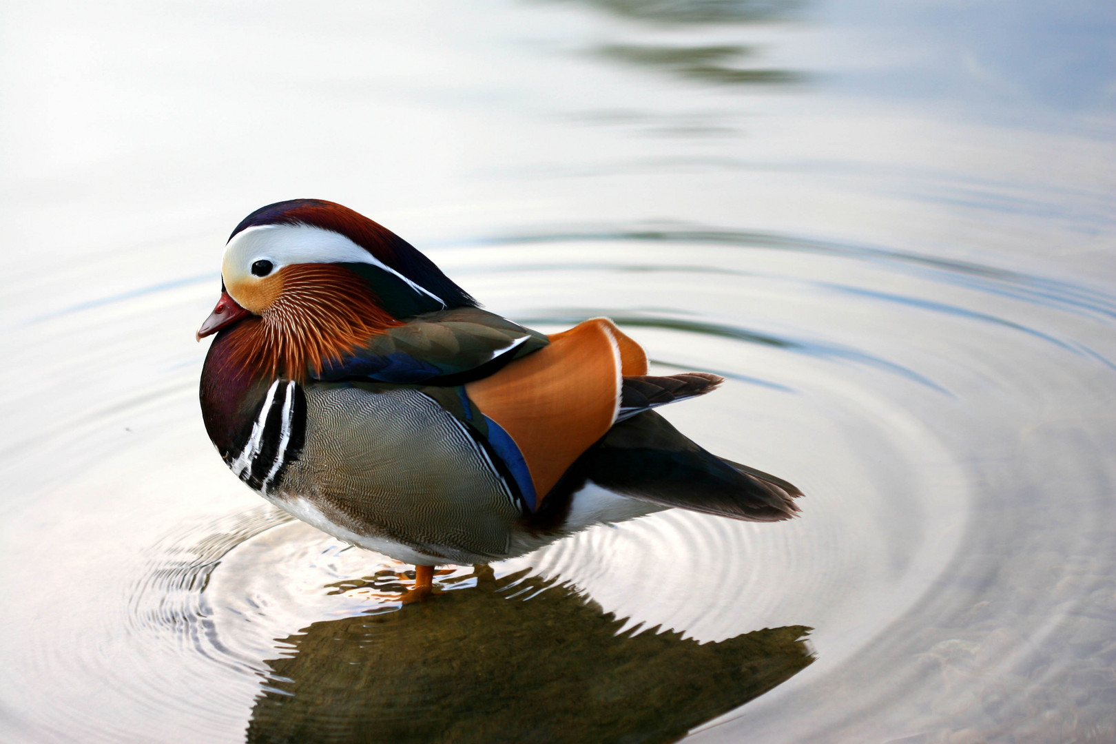 Mandarin Ente