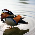 Mandarin Ente