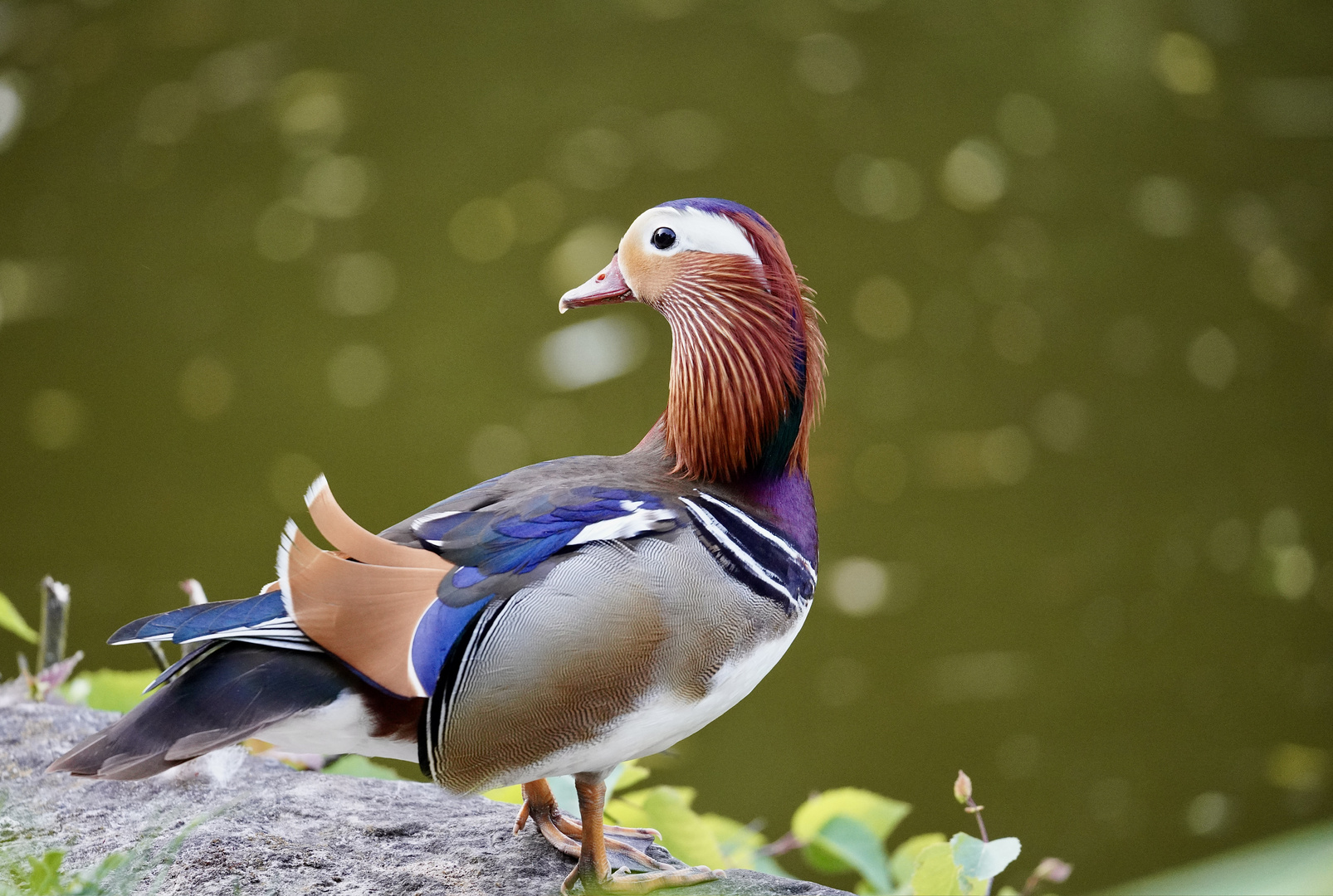 Mandarin Ente 