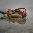 Mandarin Ente