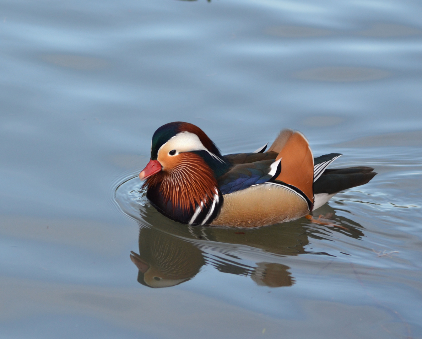 Mandarin-Ente