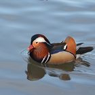 Mandarin-Ente