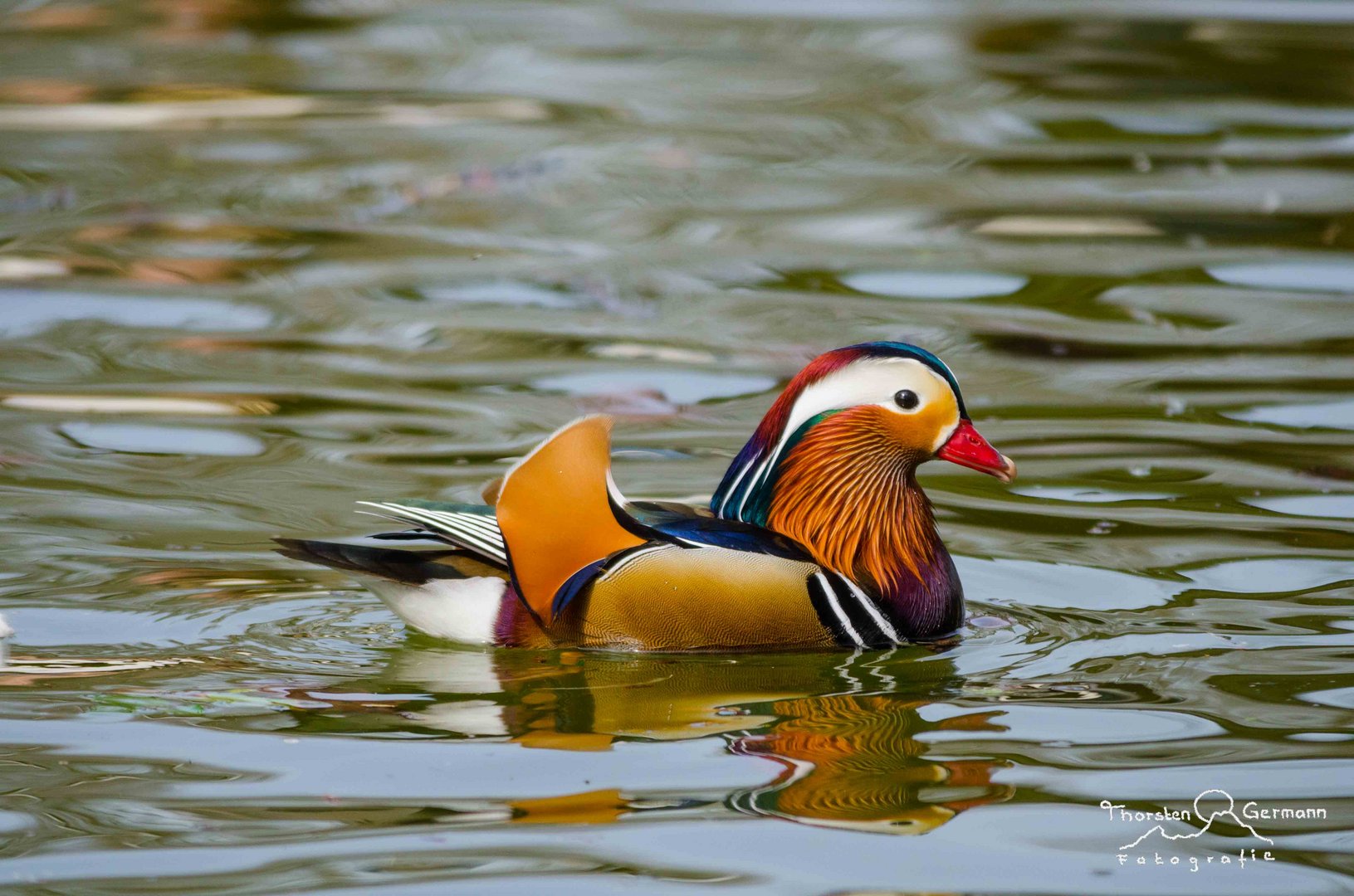 Mandarin Ente