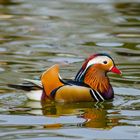 Mandarin Ente