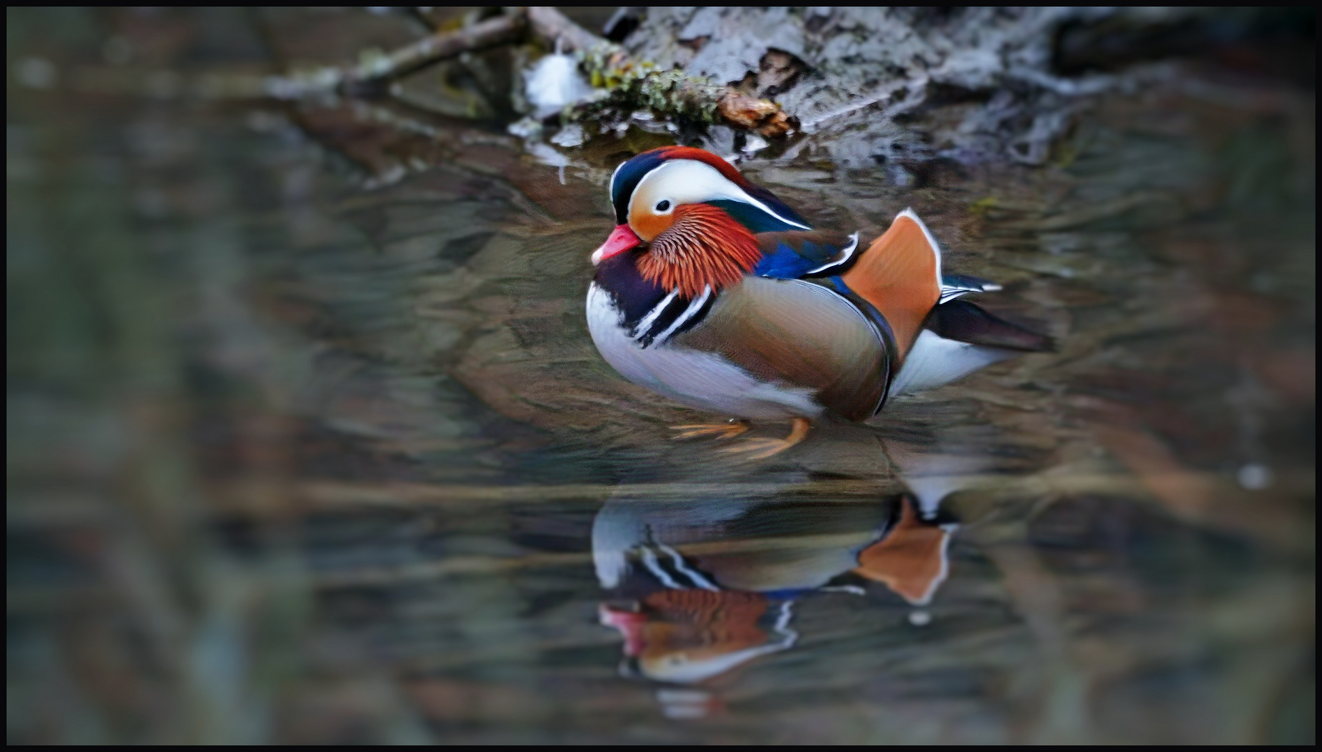 Mandarin Ente