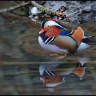 Mandarin Ente