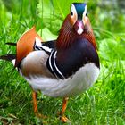 Mandarin-Ente